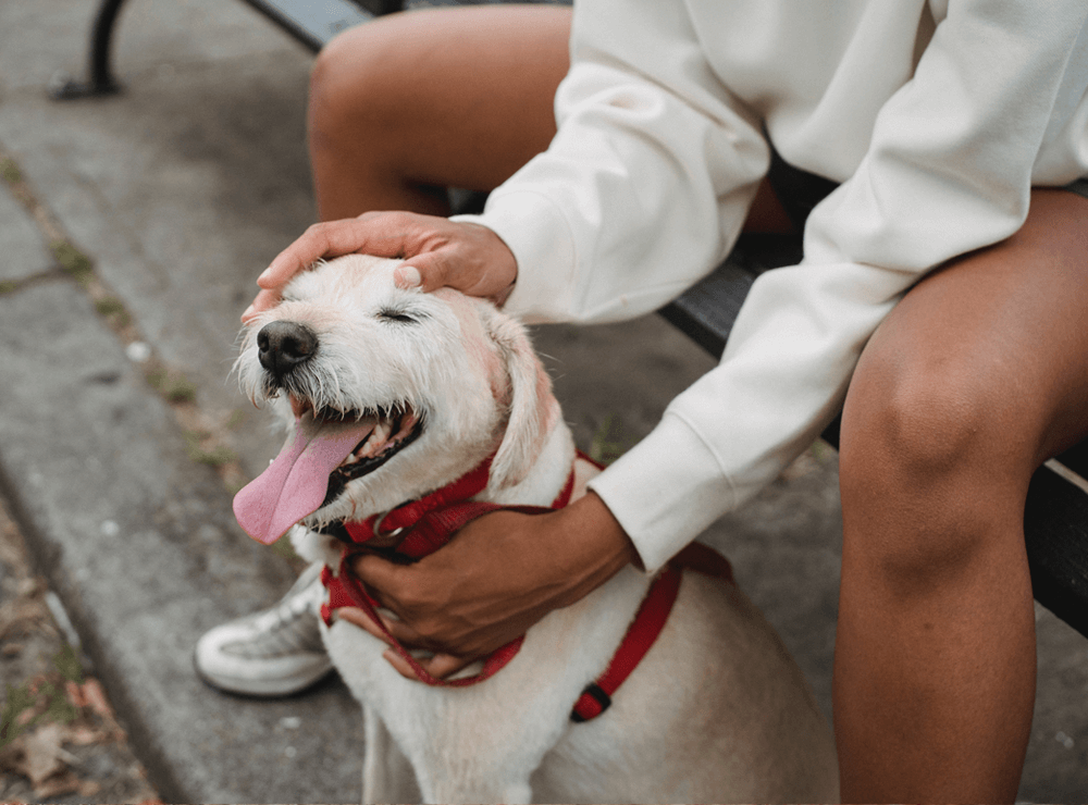 rover pet sitter jobs in Houston, TX